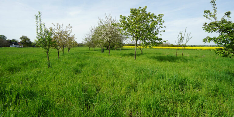 Streuobstwiese